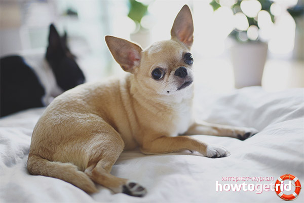 Chihuahua dog breed