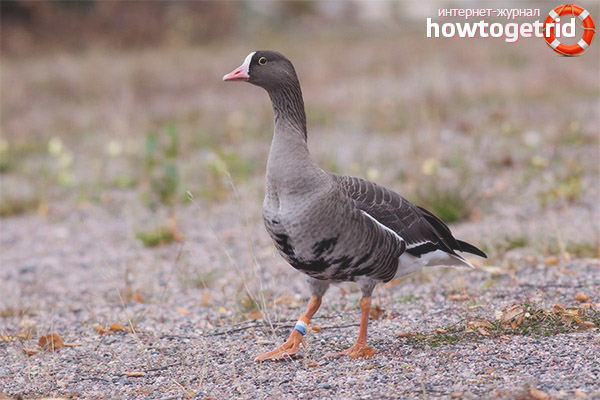 Pisculi behavior and her lifestyle