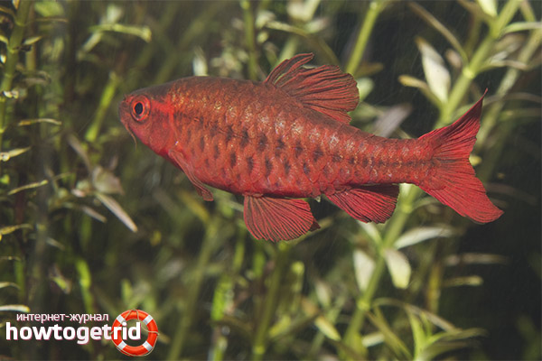 Problems of keeping a cherry barbus