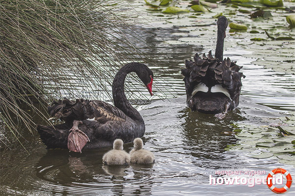Breeding black swans