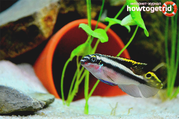 Reproduction of fish pelvicachromis pulcher