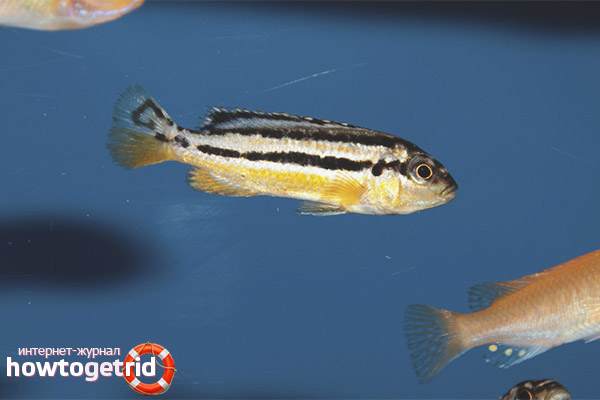 The content of melanochromis auratus