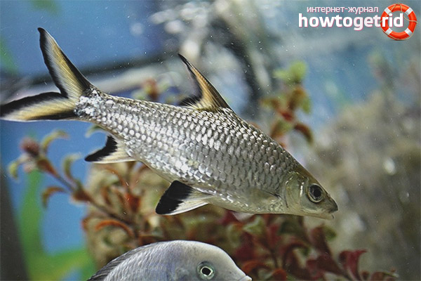 Shark Ball Fish Content