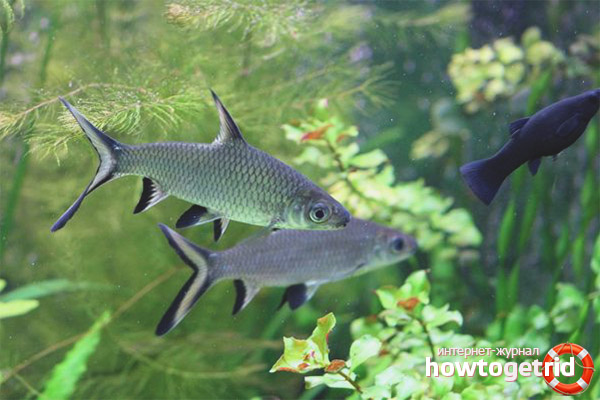 Shark Ball Fish Compatibility