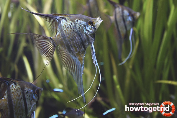 Angelfish compatibility