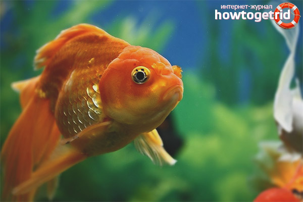 Veil Tail Compatibility