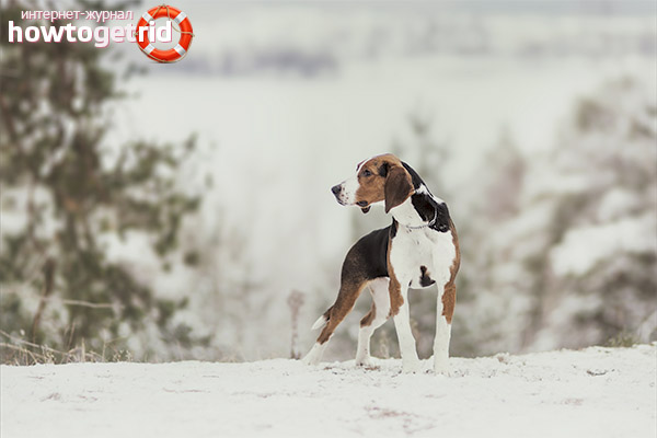 Finnish hound standards