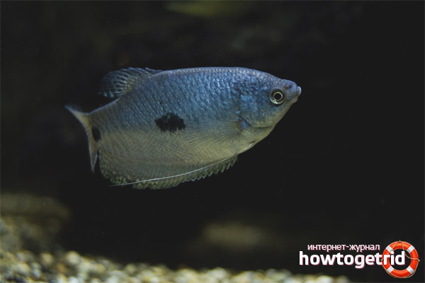 Conditions for keeping blue gourami