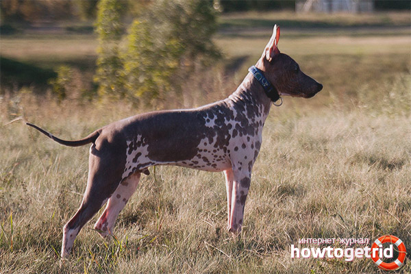 The appearance of the American Hairless Terrier