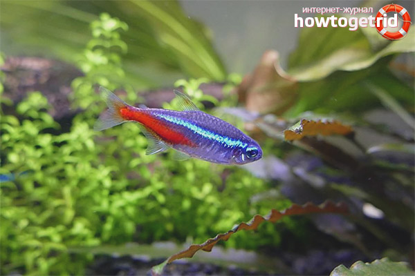 Appearance of blue neon