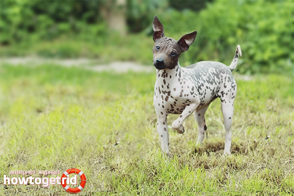 American Naked Terrier Health