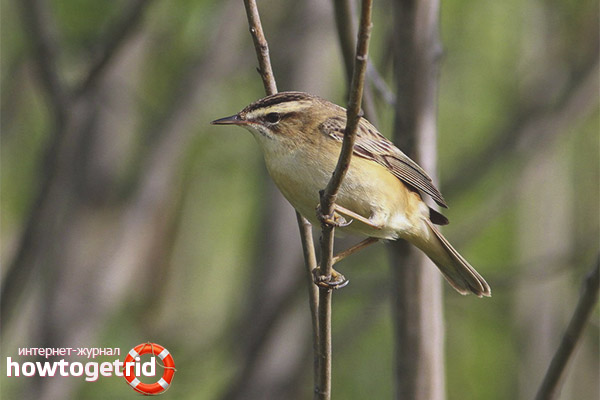 Acrocephalus schoenobaenus