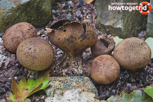 Warty False Raincoat