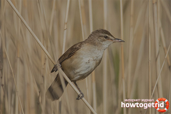 Great Reed Warbler