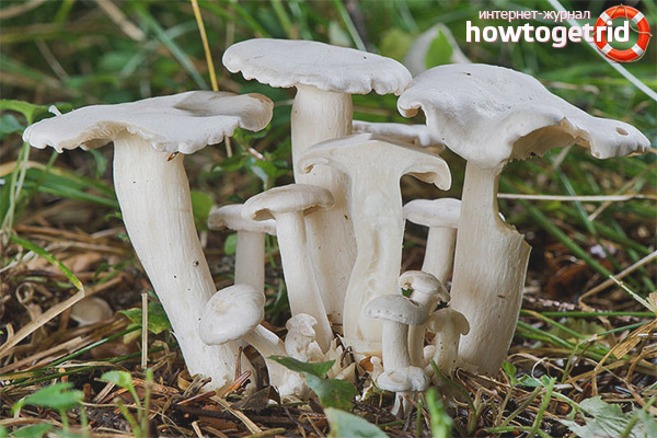 Where does the white row grow