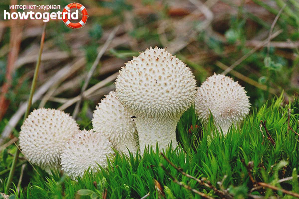 Where raincoats grow