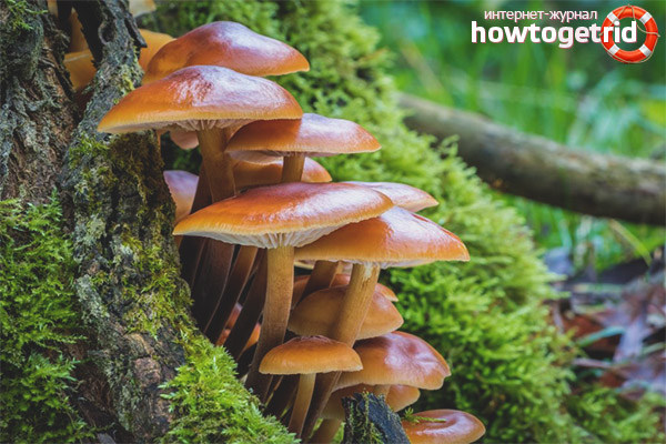 Medicinal properties of winter honey