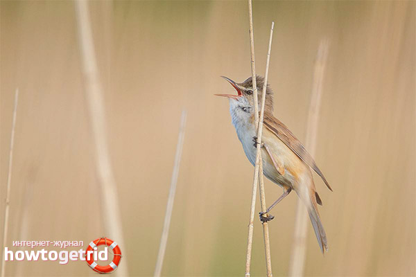 Reed Warbler Lifestyle