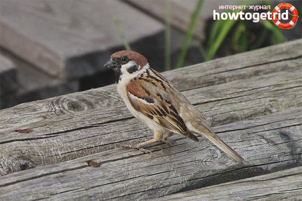 Tree Sparrow Lifestyle