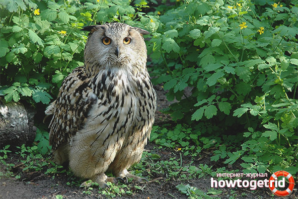 Eagle owl hunting