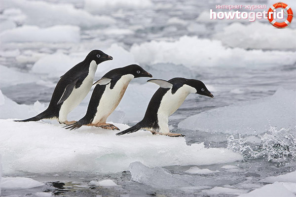 Adelie Penguin Eating