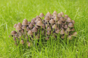 Psilocybe semilanceolate