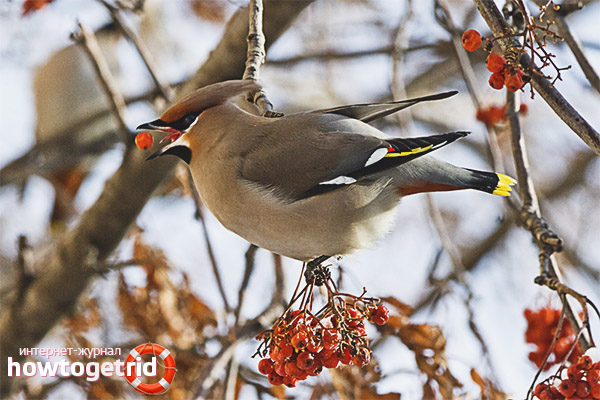 Waxwing Diet