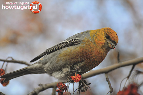 Reproduction of Schur