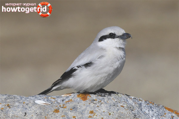 Gray shrike