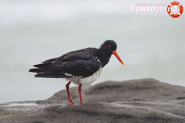 Magpie Sandpiper Habitat