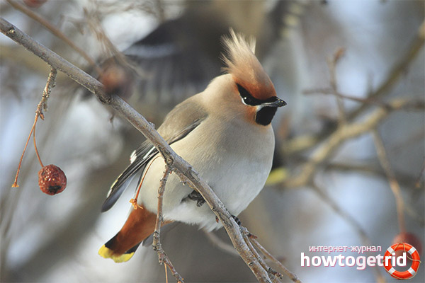 Waxwing