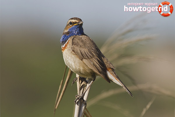 Bluethroat