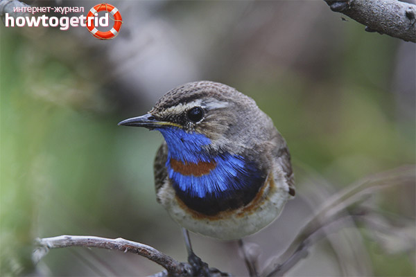 Types of Bluethroat