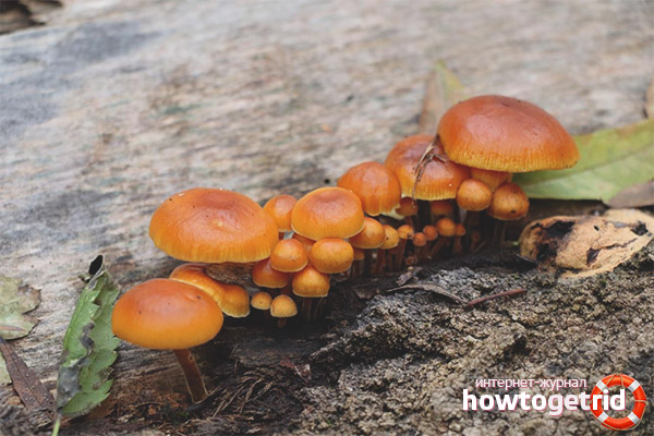 Growing winter honey agaric at home