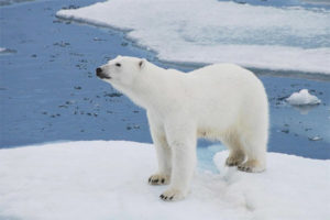 Polar bear