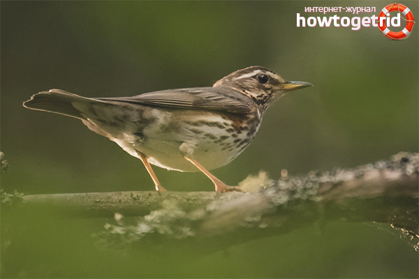 de inhabits the red-browed