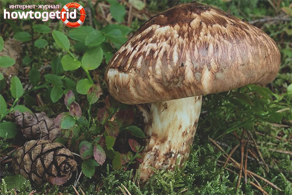 Where does shod rowing grow