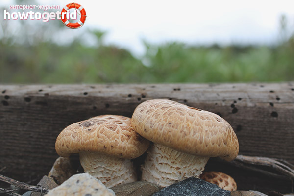 Where to collect a sleeper mushroom