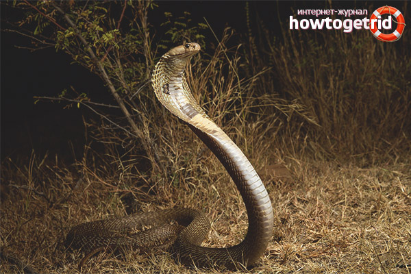How a spectacular cobra breeds