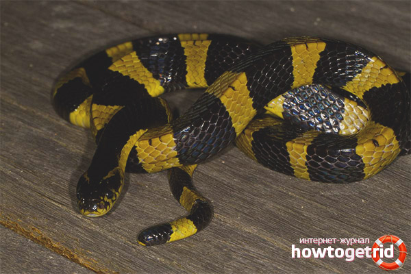 Behavior of the tape krait