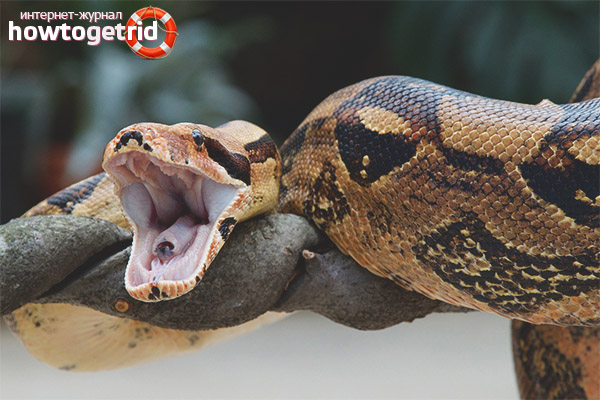 Common Boa Lifestyle