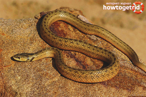 Copperfish lifestyle