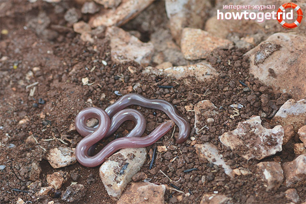 Blind snake lifestyle