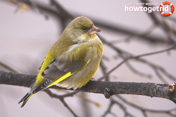 Common greenfinch