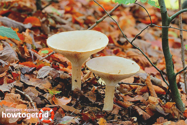 Nutritional Information of Tinned Govorushki