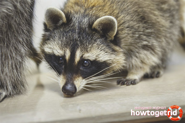 Striped raccoon feeding