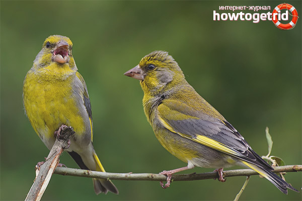 Nutrition and features of breeding greenfinch