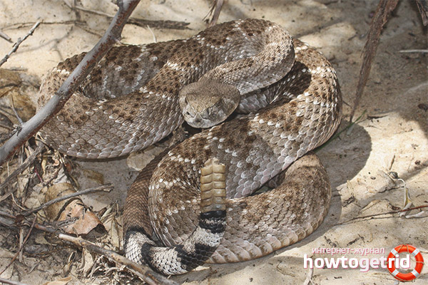 Texas Mammoth Nutrition