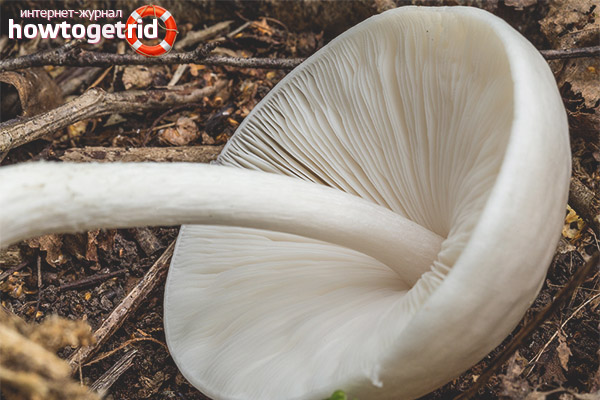 The growth of a nobleman