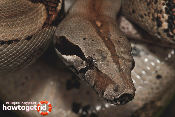 Breeding common boa constrictor